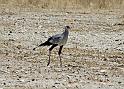 228 Etosha NP, secretarisvogel